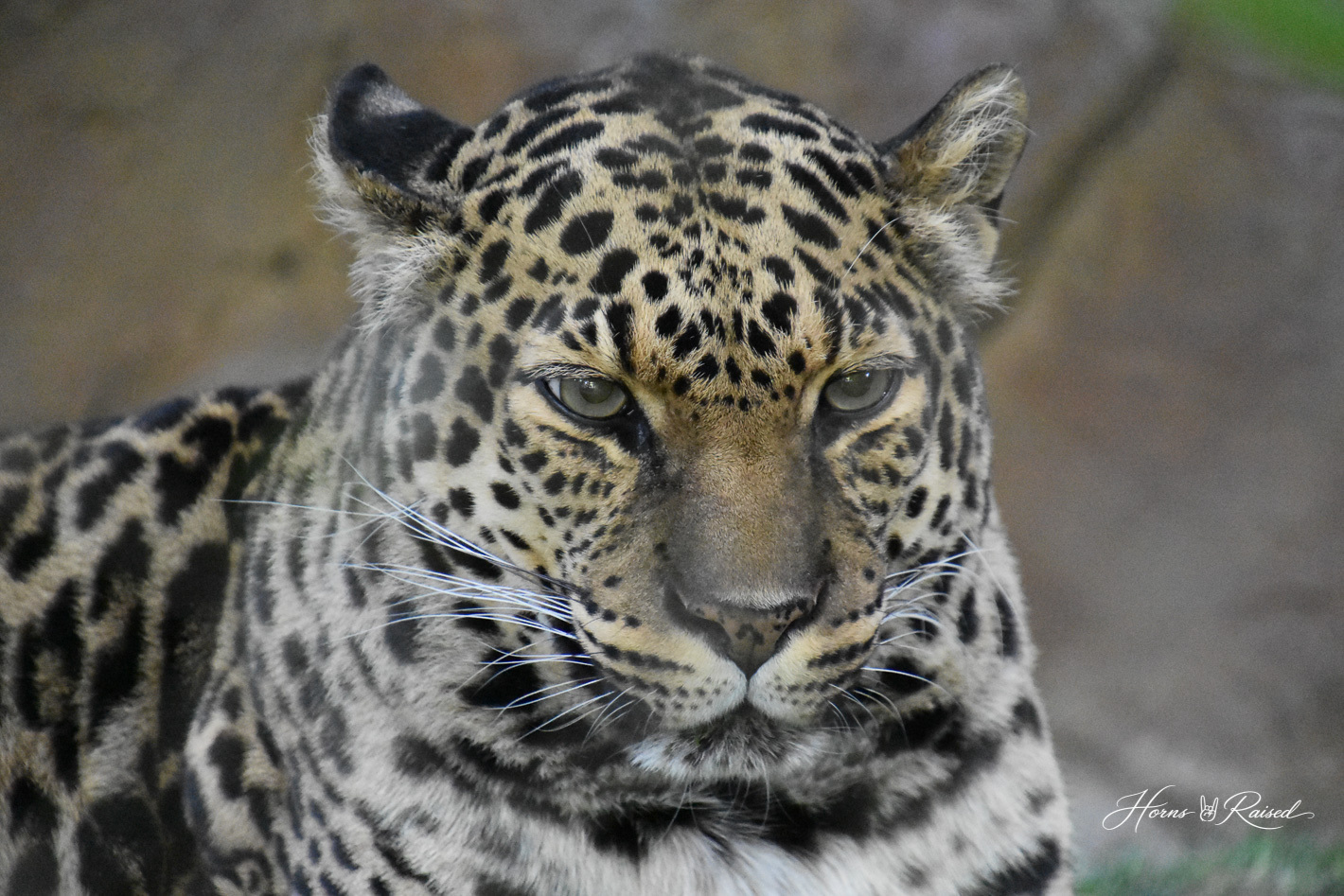 Animals I have encountered