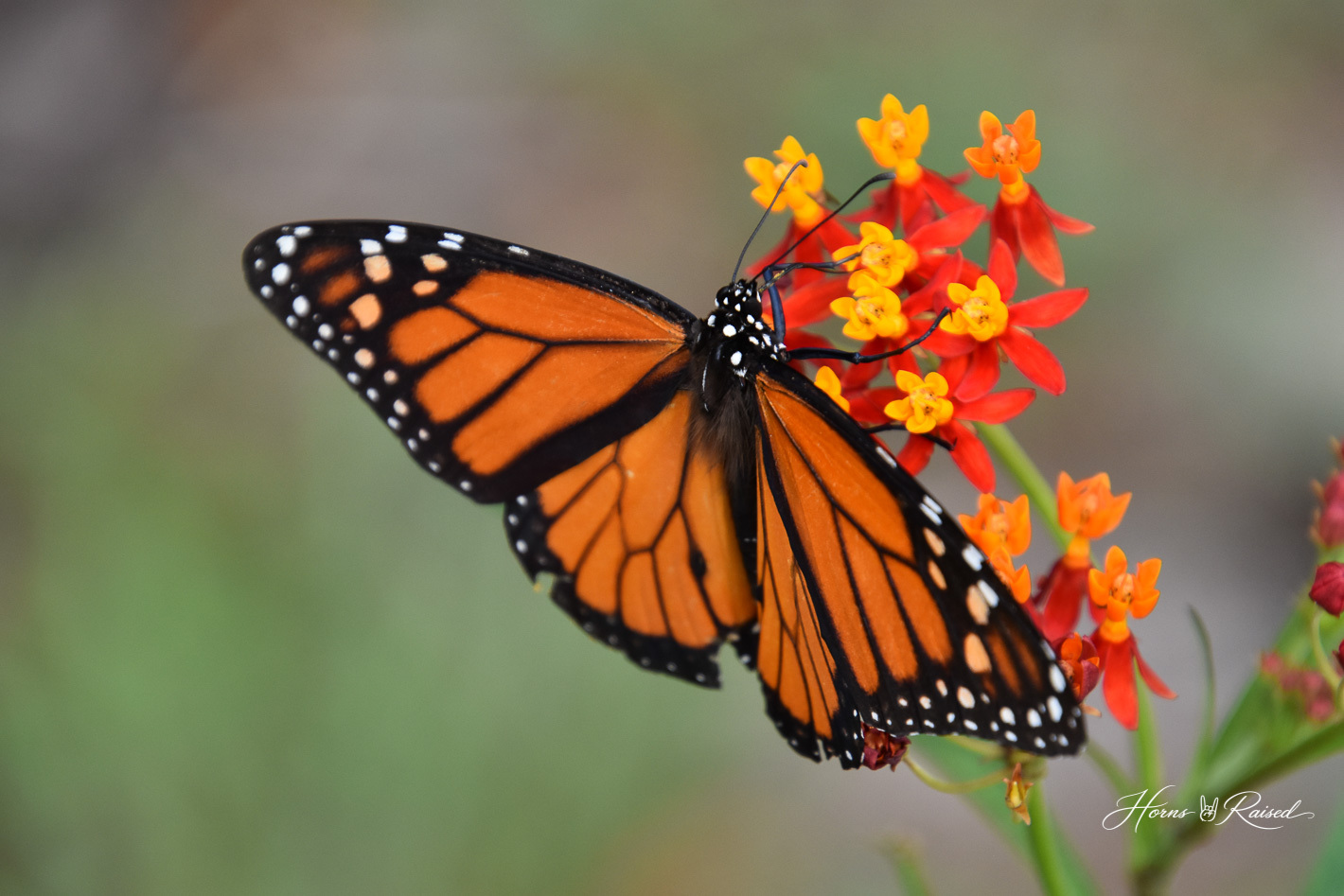 Butterflies