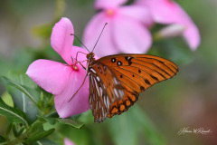 Photo by Randy Cook