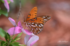 Photo by Randy Cook