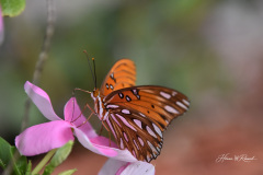 Photo by Randy Cook