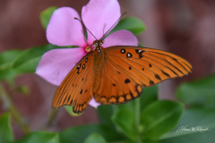 Photo by Randy Cook