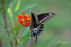 Photo by Randy Cook