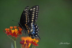 Photo by Randy Cook