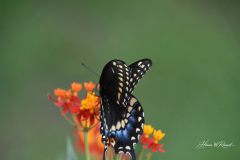 Photo by Randy Cook