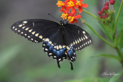 Photo by Randy Cook