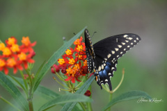 Photo by Randy Cook