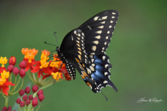 Photo by Randy Cook
