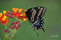 Photo by Randy Cook