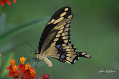 Photo by Randy Cook