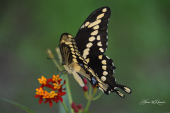 Photo by Randy Cook