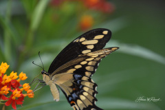 Photo by Randy Cook