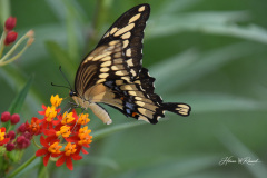 Photo by Randy Cook