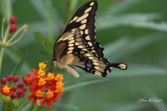 Photo by Randy Cook