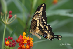 Photo by Randy Cook