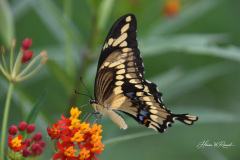 Photo by Randy Cook