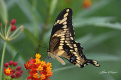 Photo by Randy Cook