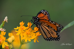 Photo by Randy Cook