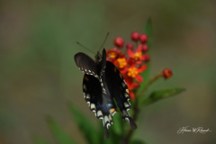 Photo by Randy Cook