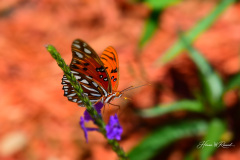 Photo by Randy Cook