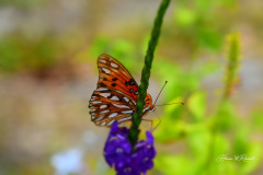Photo by Randy Cook
