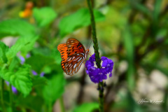 Photo by Randy Cook