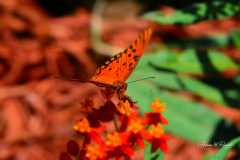 Photo by Randy Cook