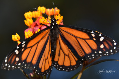 Photo by Randy Cook