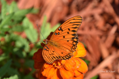 Photo by Randy Cook
