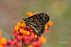 Photo by Randy Cook