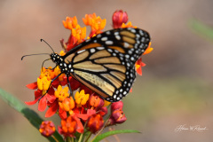 Photo by Randy Cook