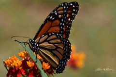 Photo by Randy Cook