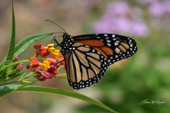 Photo by Randy Cook