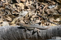 Cruise to the Edge | March 5, 2026