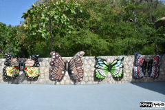 Butterfly art