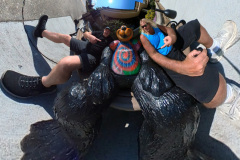 Bears everwhere
