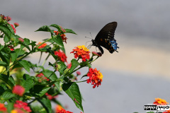 Heavy metal butterfly