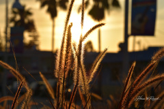 Golden Hour