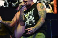 King Parrot