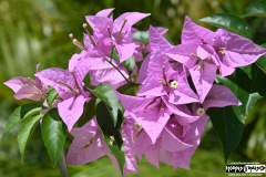 Purple flowers