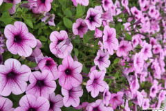 Flowers outside the venue