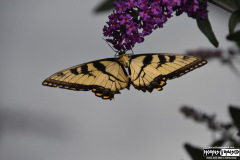 Butterfly outside the venue