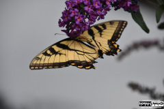 Butterfly outside the venue