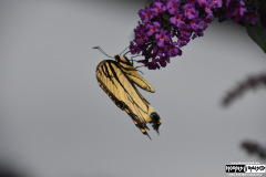 Butterfly outside the venue