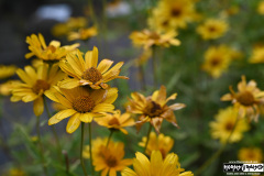 On The Blue Cruise | August 25, 2025 | Halifax, Nova Scotia