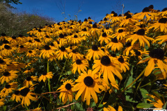 On The Blue Cruise | August 28, 2025 | Portland, Maine