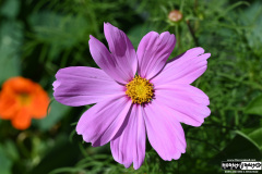 On The Blue Cruise | August 28, 2025 | Portland, Maine