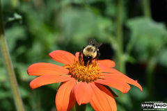 On The Blue Cruise | August 28, 2025 | Portland, Maine
