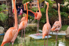 Flamingos