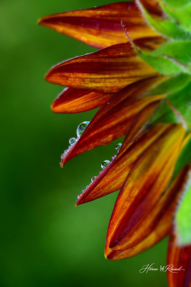 Waterdrops